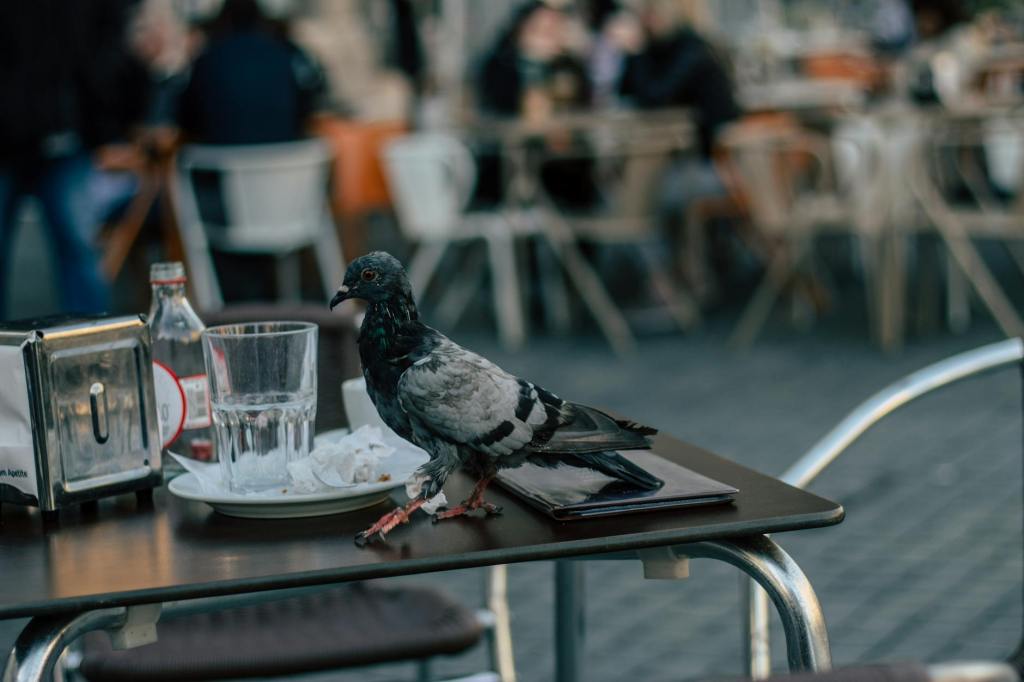 O Pombo Manco