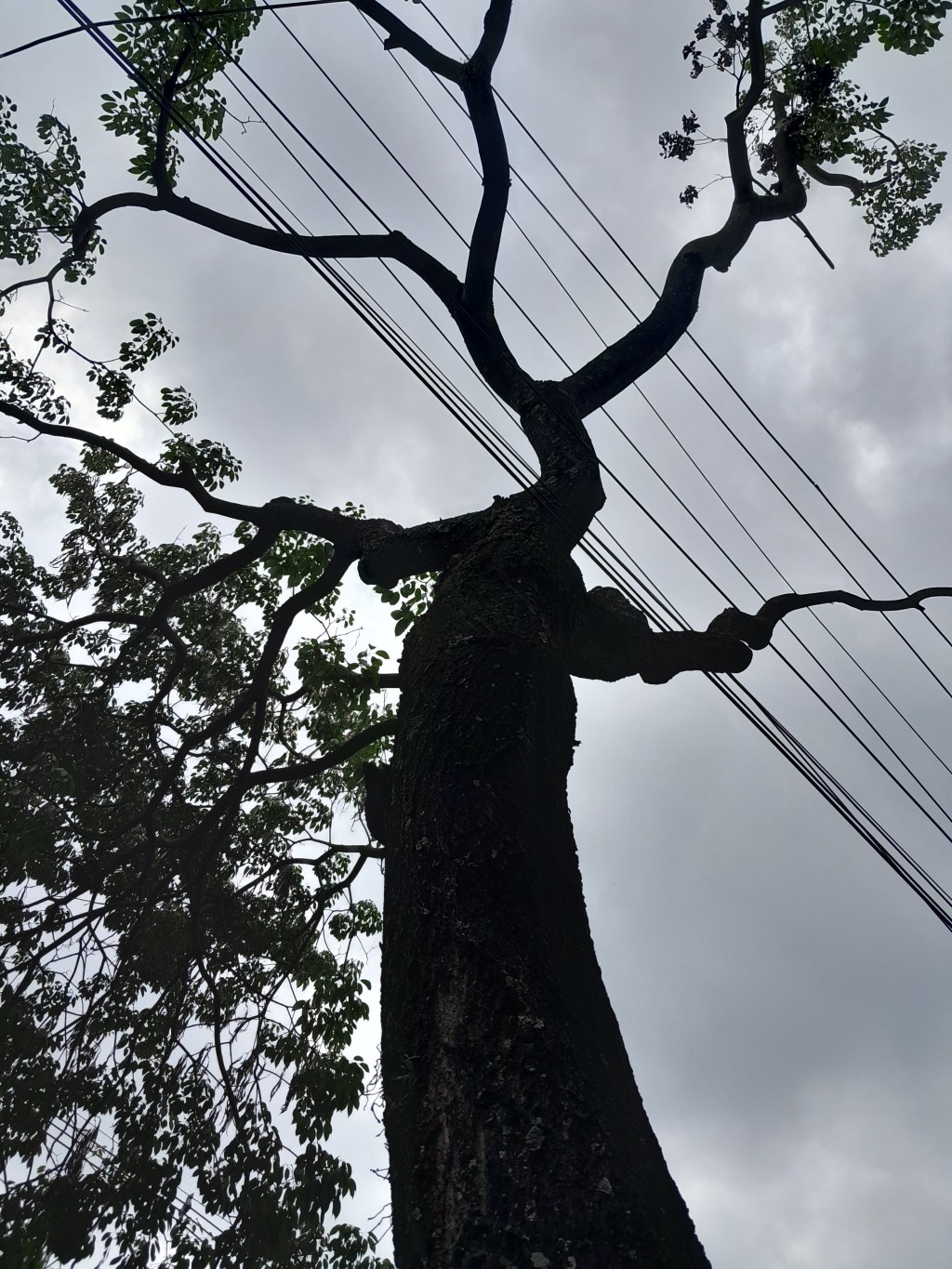 Uma árvore no centro da&nbsp;cidade…